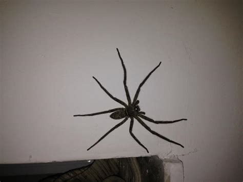 家裡有超大蜘蛛 如果這不是命運